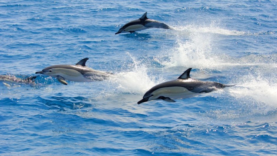 Swimming with the dolphins